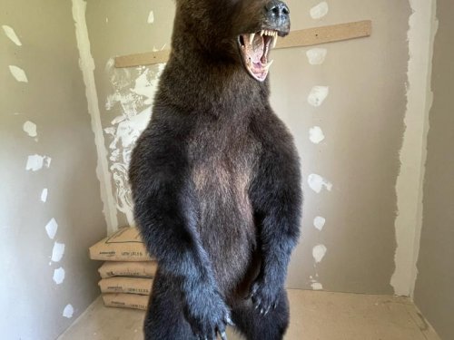 Средний мишка