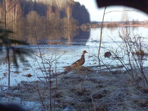 В Бурятии начинается приём заявлений на весеннюю охоту