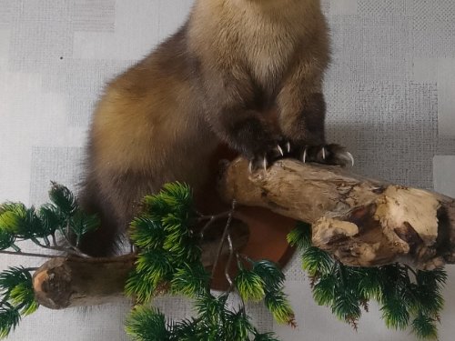 Соболь