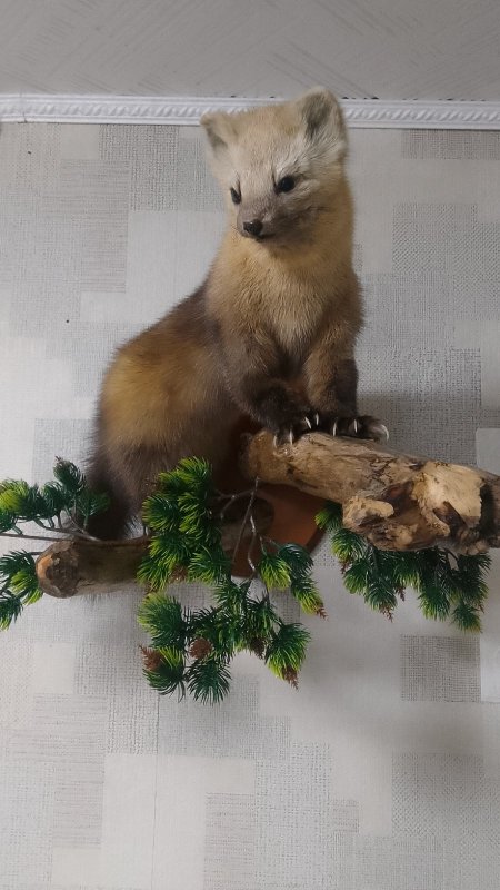 Соболь