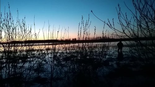 Охота с подсадной уткой