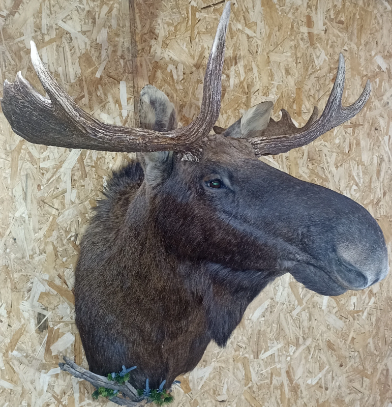 Лось.