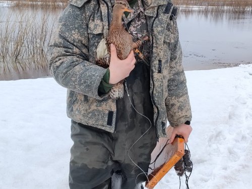 Дашка Кипиш