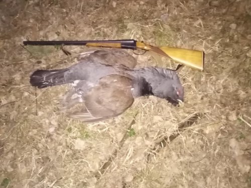 Вот она весновка