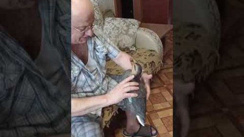 Готовим чучела по водоплавающей