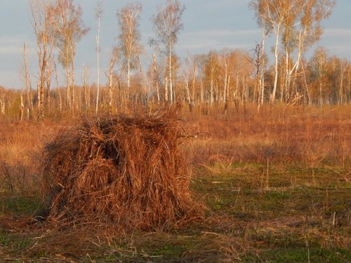 Шалаш.. (с предисловием)