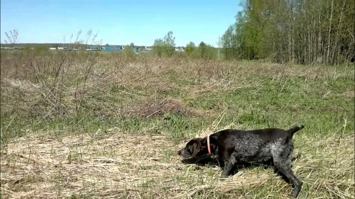 2024 05 03 "Первые куропатки этого года"