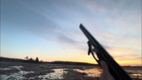 Одиночка гусь