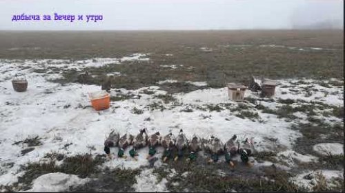 Охота с подсадными 2024 в НСО