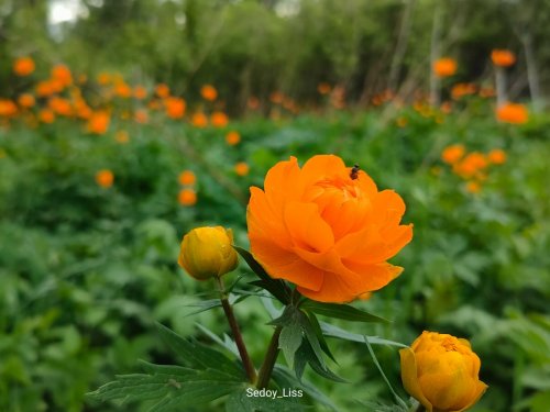 Жаркая поляна