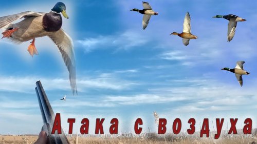 Утка летит как под гипнозом. Впервые меня атаковали с воздуха.