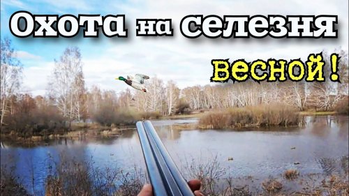 Охота на селезня весной с манком. Охота с чучелами. #охотанауток