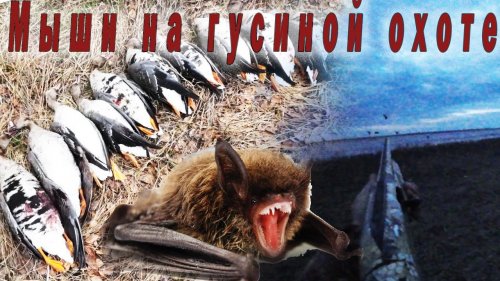 Гусиная охота 2024 и 2023года