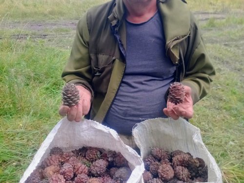 Начала падать шишка помаленьку)