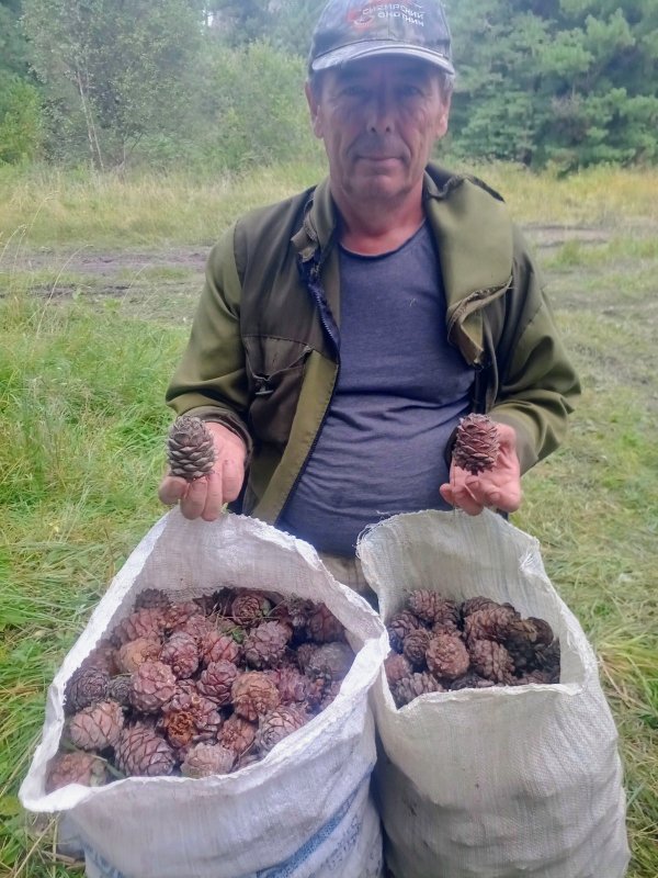 Начала падать шишка помаленьку)