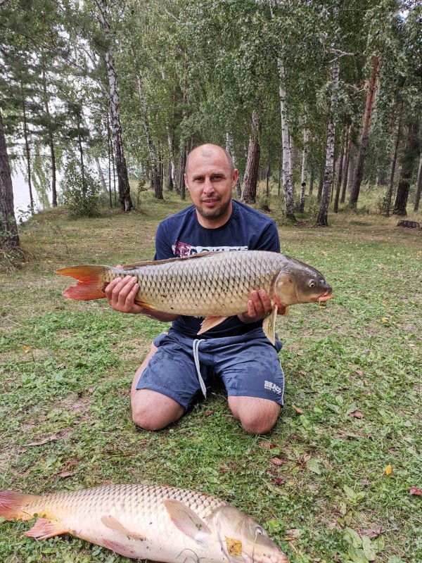 Сазаны