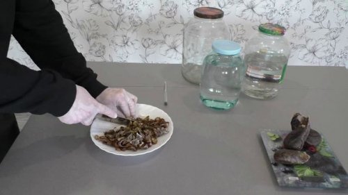 Как правильно настоять струю бобра.