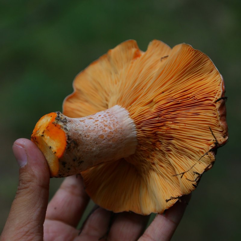 ***