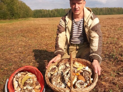 Грузди начались