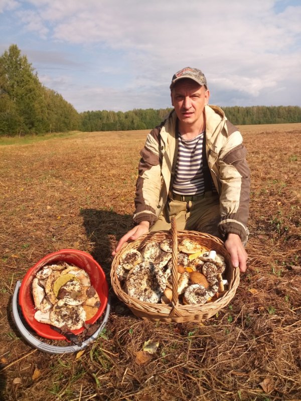Грузди начались