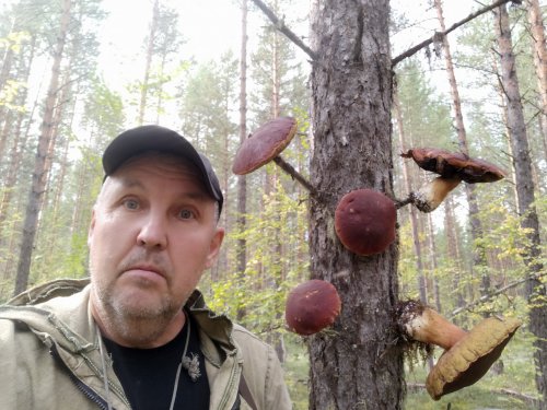 Грибы на ветках.