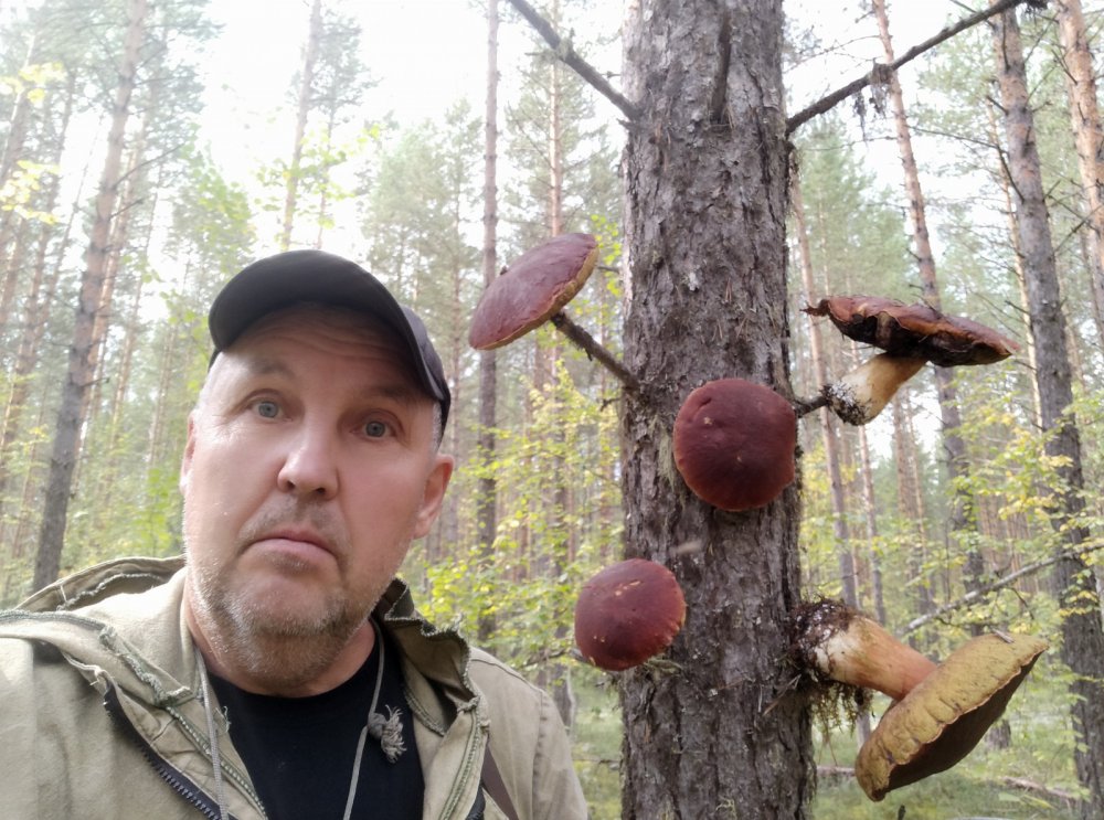 Грибы на ветках.