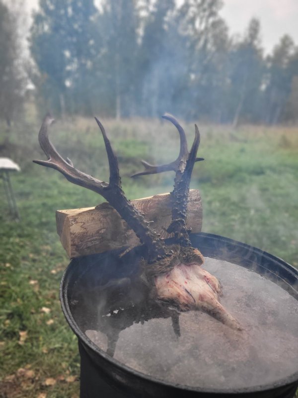 Косуля сибирская взрослый самец