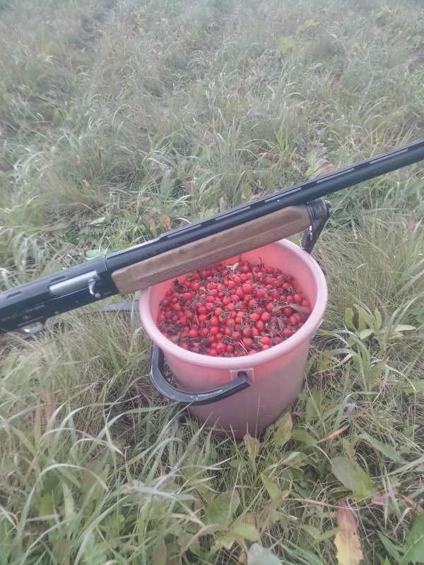 Шиповник на чаёк)