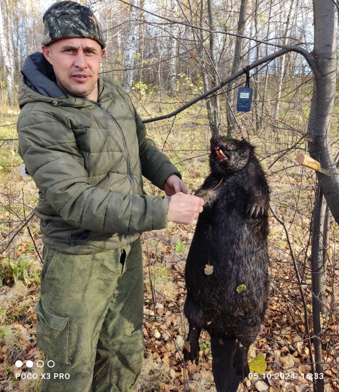 Бобр .
