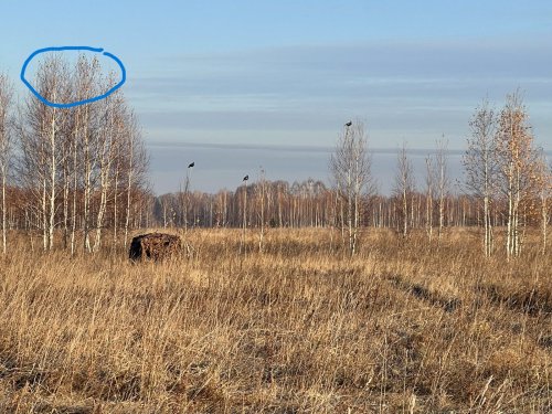 Некоторые наблюдения при охоте с чучелами на тетерева