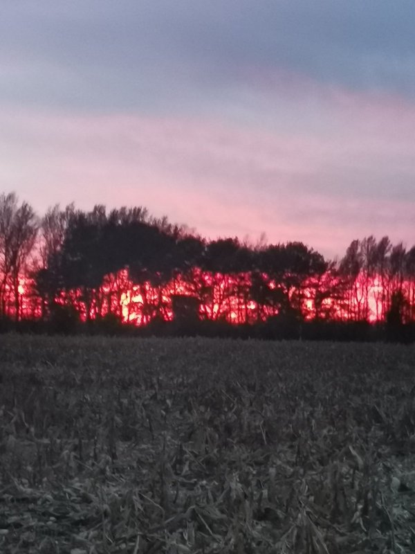 Зорька