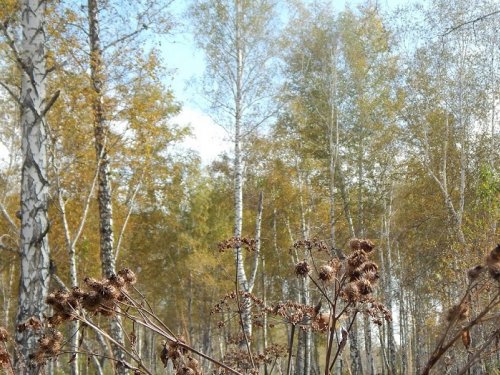 В полусумраке падшей зари