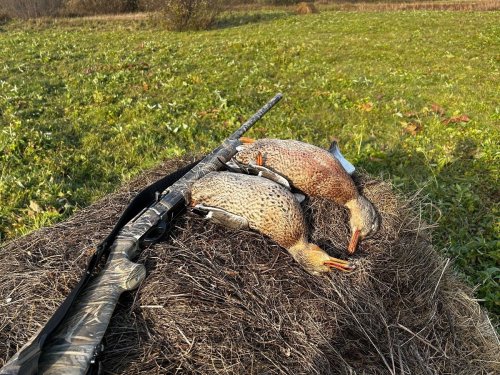 Дождался чтоб без пеньков)