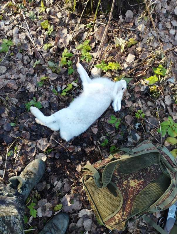 И снова заяц