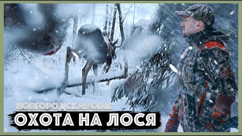 В погоне за лосем. Сквозь снег.
