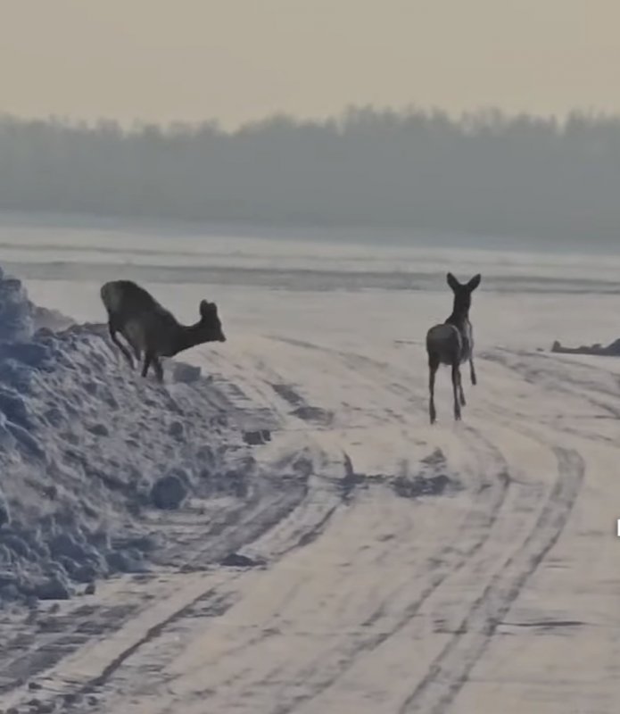 Косуля в Амурской обл.
