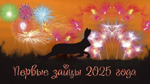 Первые зайцы нового 2025 года
