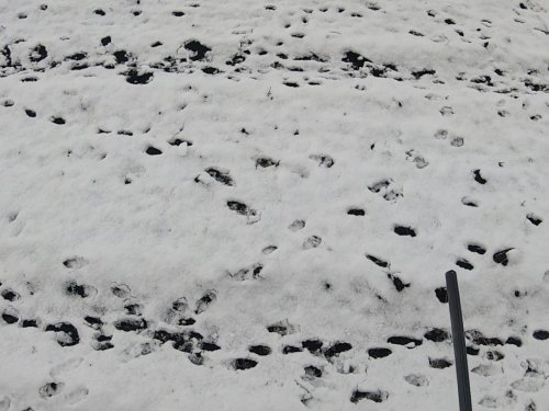 Снег продержался всего сутки