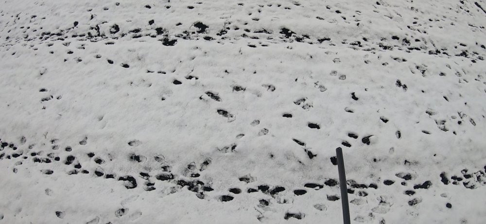 Снег продержался всего сутки