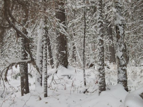 Однажды зимою
