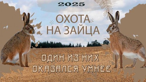 Зайцы встают парами. Охота на зайца 2025