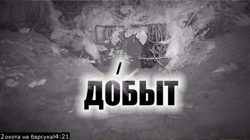Поймал барсука руками и тяну его из норы