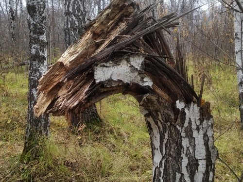 Жираф.