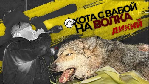 Охота на волка на вабу в Беларуси. Лучшие кадры из фильма для телеканала "ДИКИЙ ТВ". СпектрОптик.