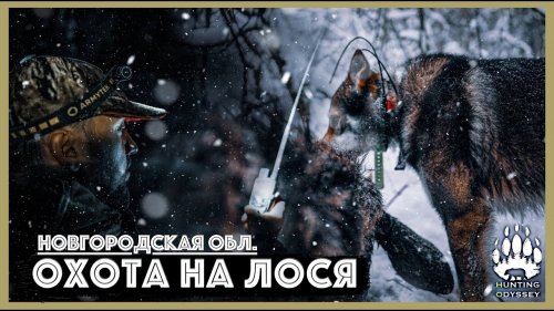 49 КМ ПРЕСЛЕДОВАЛИ ЛОСЯ, ВЗЯЛИ 3 ЗА 48 ЧАСОВ