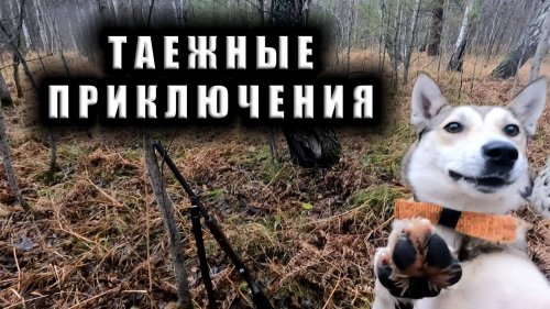 Охота в Сибири . Чернотроп