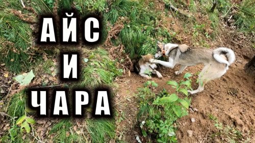 Лось сожрал всю соль на солонце и сдох ))