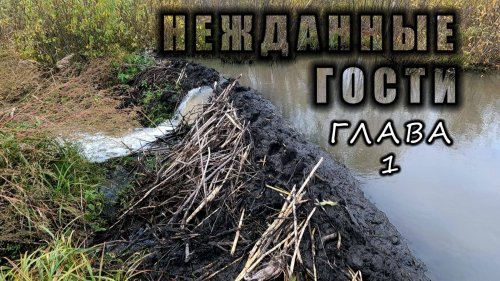 Охота на  бобра с лайками