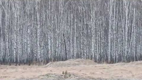 Сурки