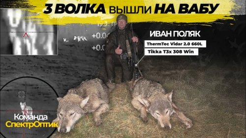 ОХОТНИК ОБХИТРИЛ СТАЮ! Два трофея есть! За третьим вернёмся позже. #СпектрОптик #охотанаволка